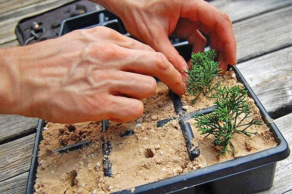 Как в домашних условиях выращивать кипарис?