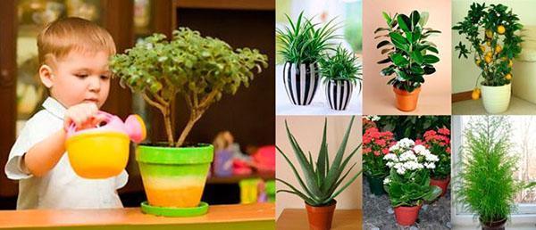 растения для детской комнаты