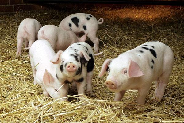 Свиной навоз как удобрение – использование, утилизация, видео