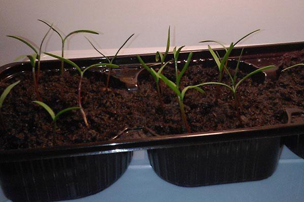 Выращивание туи из семян в домашних условиях, как прорастить, видео