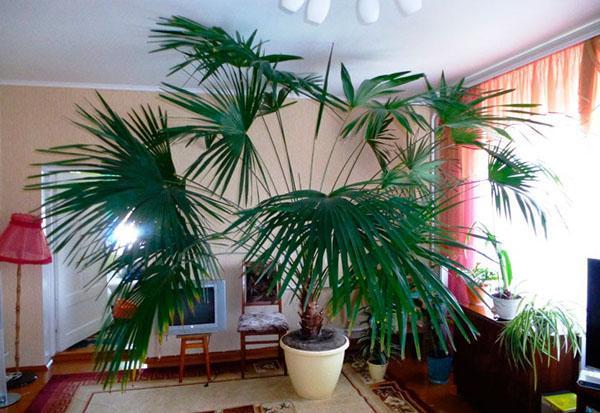 болезни пальмы в домашних условиях