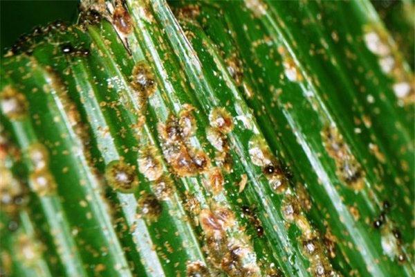 Комнатные растения пальмы и их болезни thumbnail