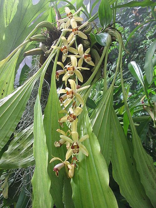 орхидея целогина Массанжа