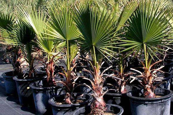 выращивание пальмы в домашних условиях