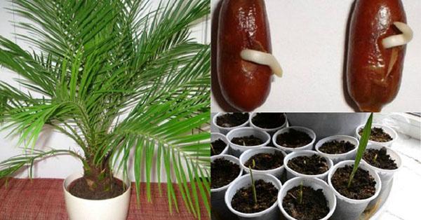 выращивание пальмы из семян