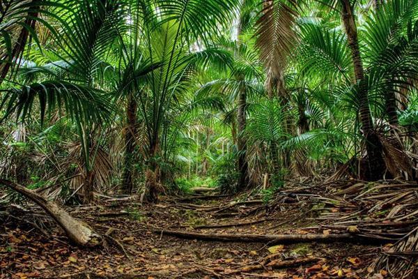 пальма в природных условиях