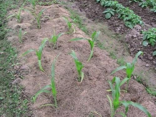 Как сажать кукурузу рассадой и сразу в открытый грунт, видео