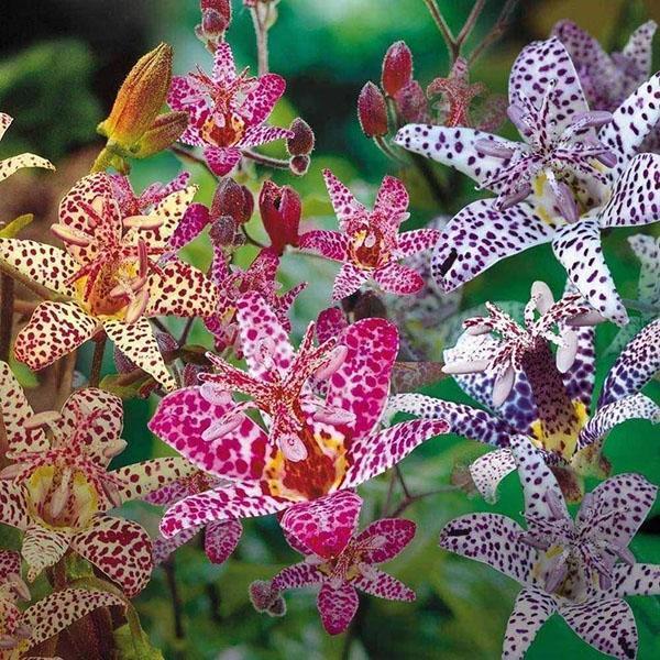 садовая орхидея трициртис