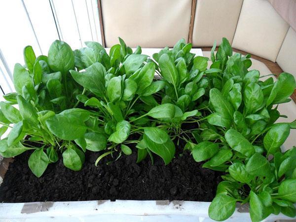 выращивание шпината на подоконнике