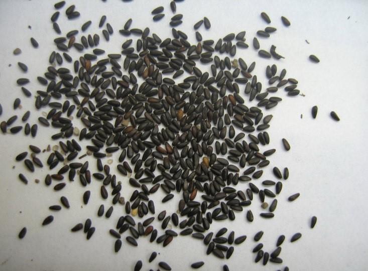 семена мелиссы