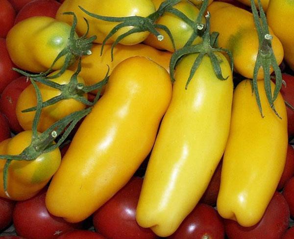 томат перцевидный желтый