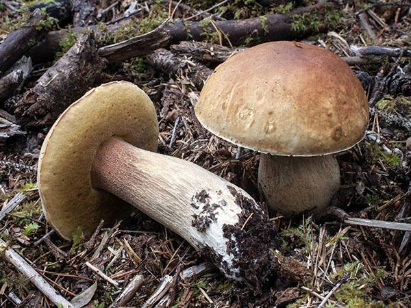 Виды белых грибов – полубелый, сосновый, королевский, видео