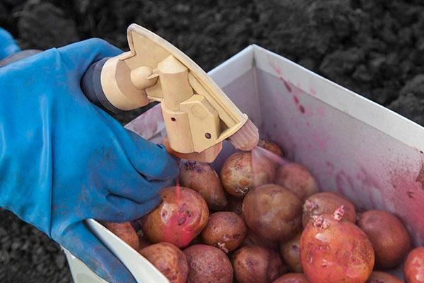 обработка посадочного картофеля