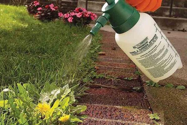 Návod k použití herbicidu Graund z plevelů, složení a forma uvolňování přípravku