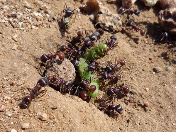 польза и вред муравьев