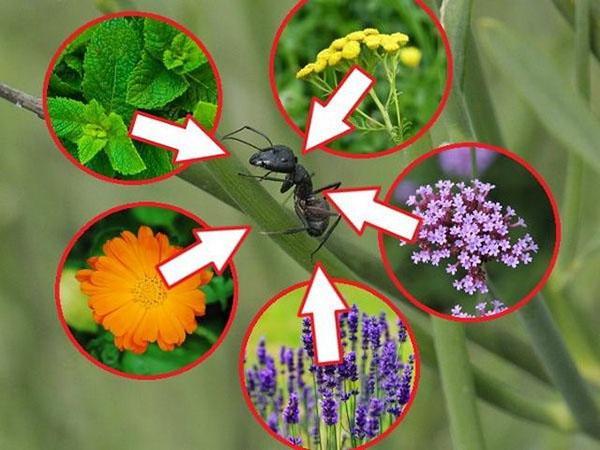растения отпугивающие муравьев