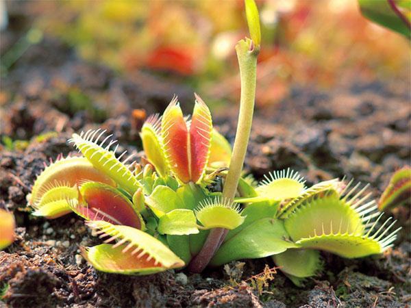 Хищные растения – какие бывают, что едят, где растут, видео