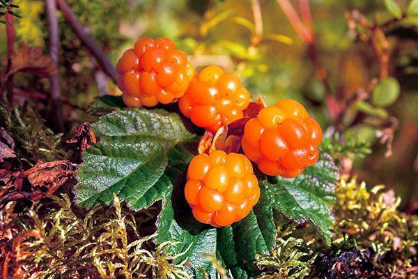 Лечебные свойства морошки – как применять ягоды, листья, видео