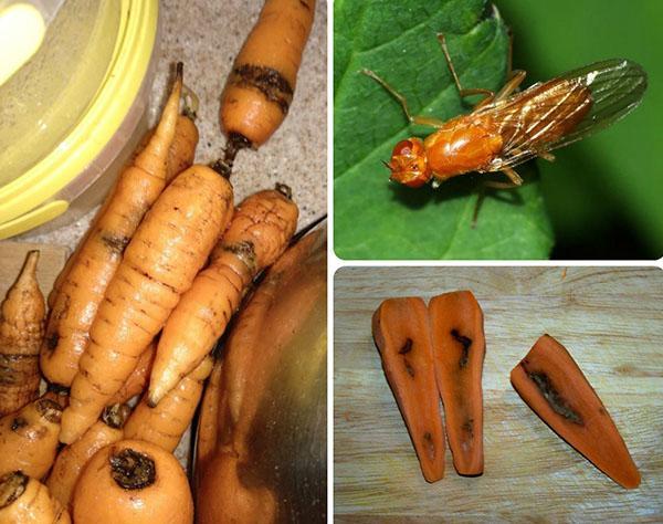 вред от морковной мухи