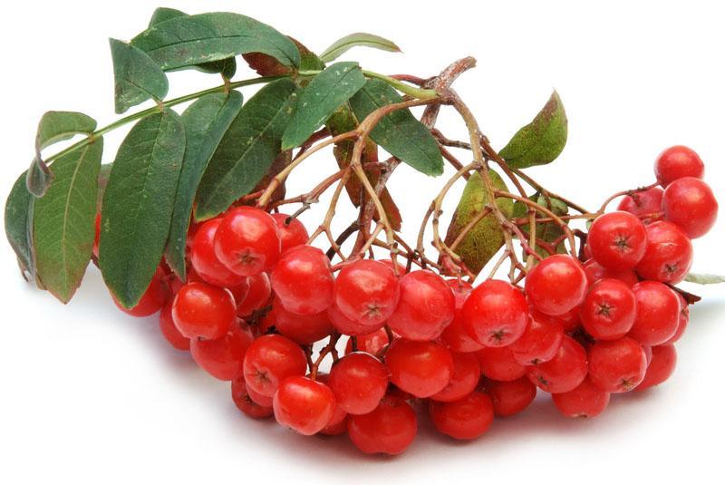 свежие ягоды рябины красной