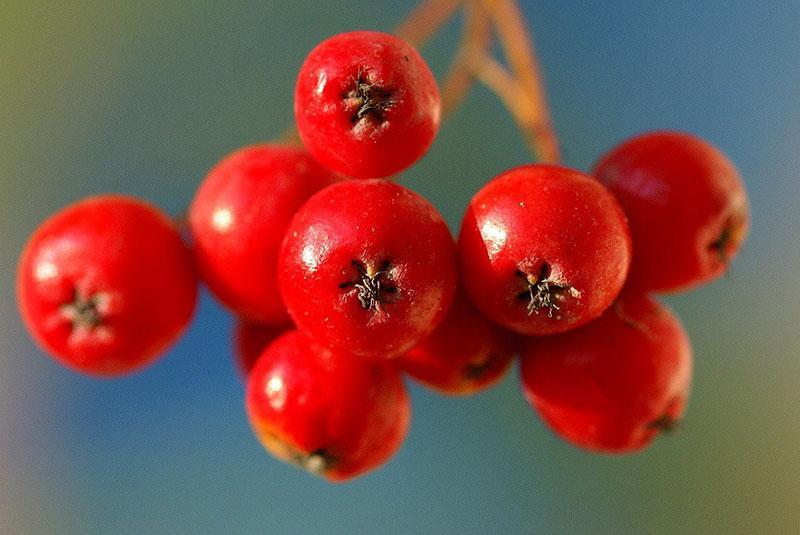 полезные свойства красной рябины в плодах