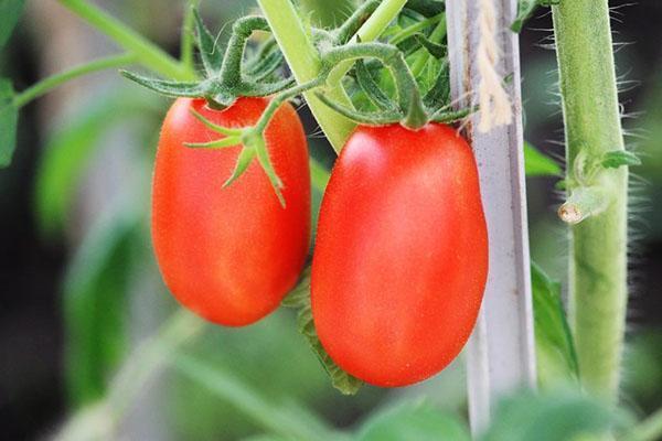 Томаты сорта Челнок – выращивание в теплице, урожайность, видео
