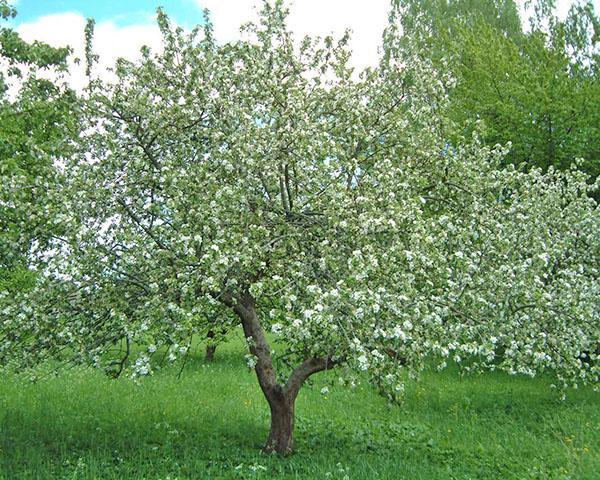 цветет яблоня