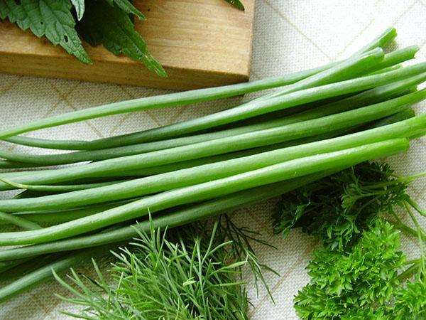 Зеленый лук и его свойства – витамины, углеводы, чем полезен, видео