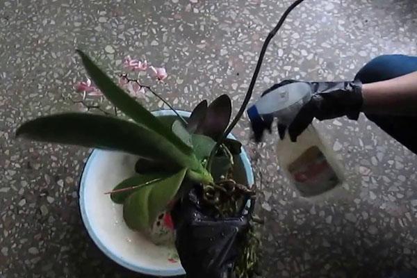 обработка орхидеи
