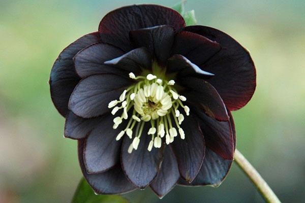 черный цветок морозника