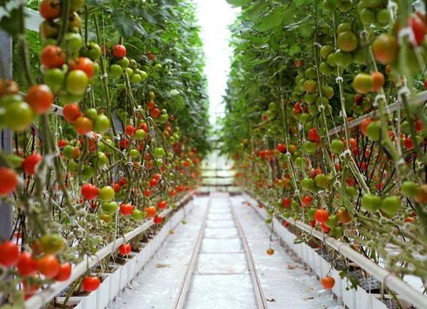 семена томатов для гидропоники