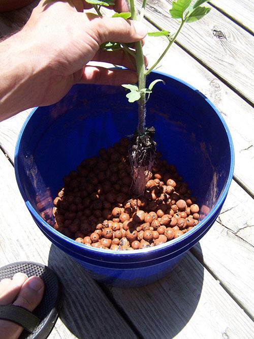 высадка томатов на гидропонику