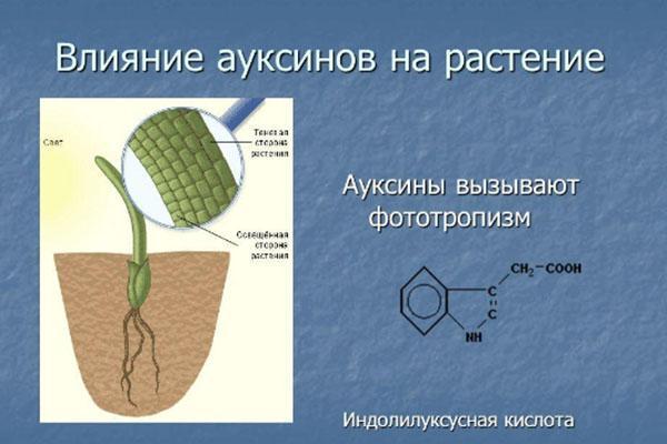влияние ауксинов на растение