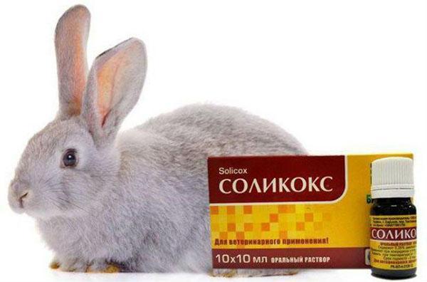 соликокс для кроликов