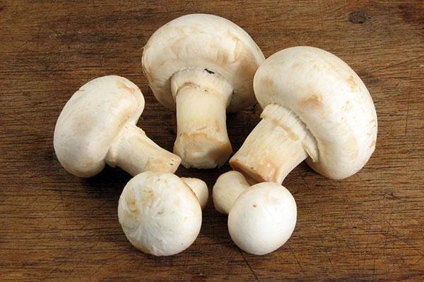 полезные грибы