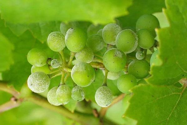 зеленое мыло для винограда