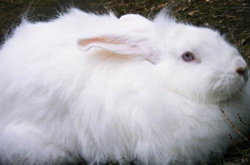 белый пуховой кролик