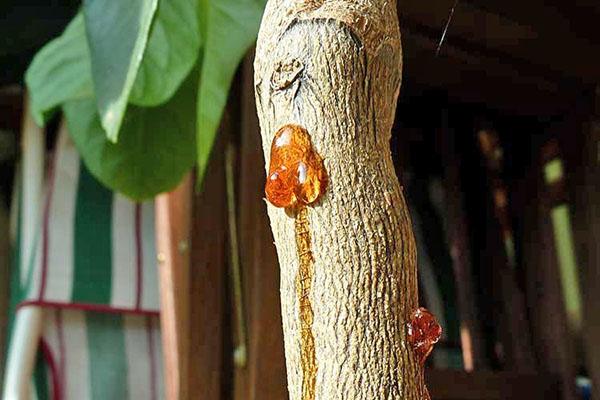 Болезни мандаринового дерева в домашних условиях thumbnail