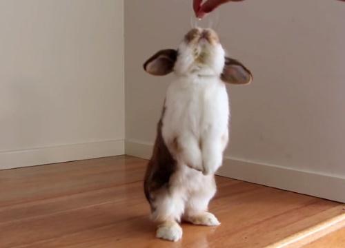 кролик делает стойку