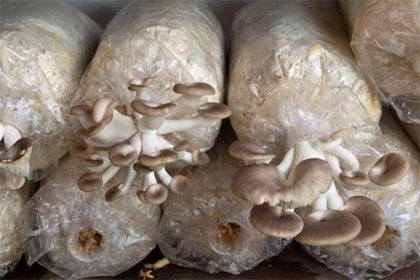 выращивание грибов в опилках