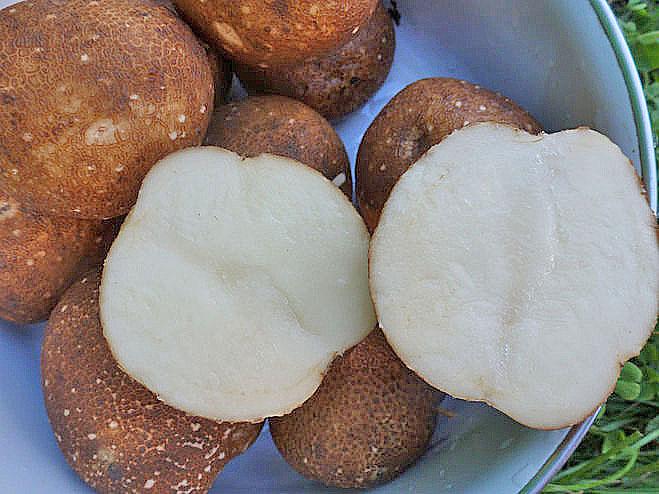 вкусный сорт картофеля