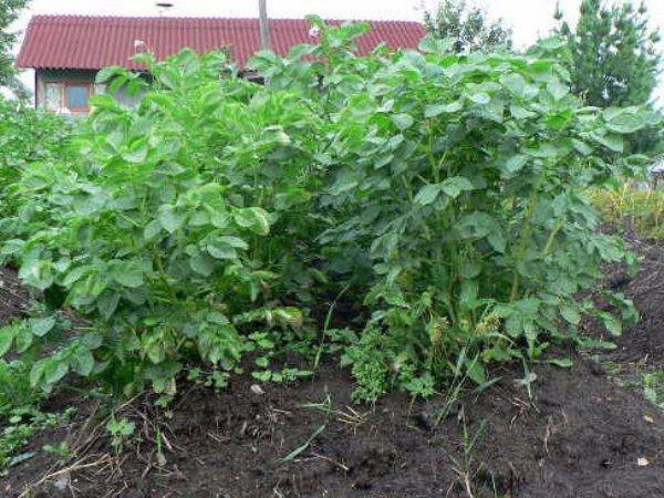 выращивание картофеля сорта Киви