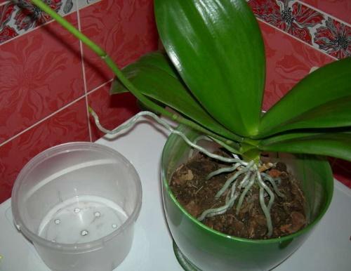 когда пересаживать орхидею фаленопсис