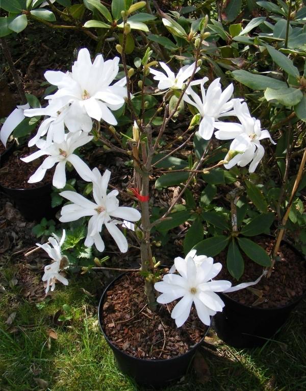 komnatnaya-magnoliya.jpg