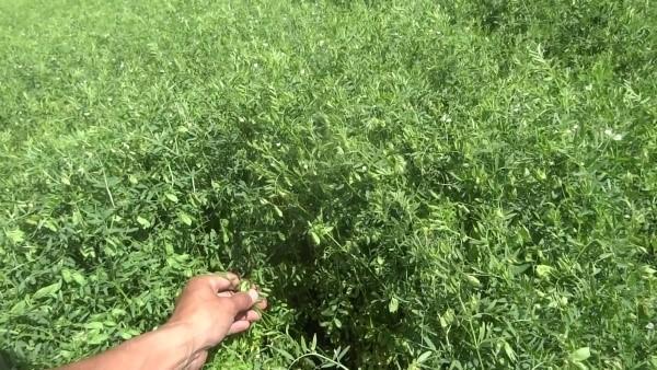 Выращивание чечевицы – подготовка почвы, севооборот, видео