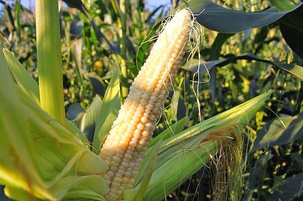период созревания плодов кукурузы
