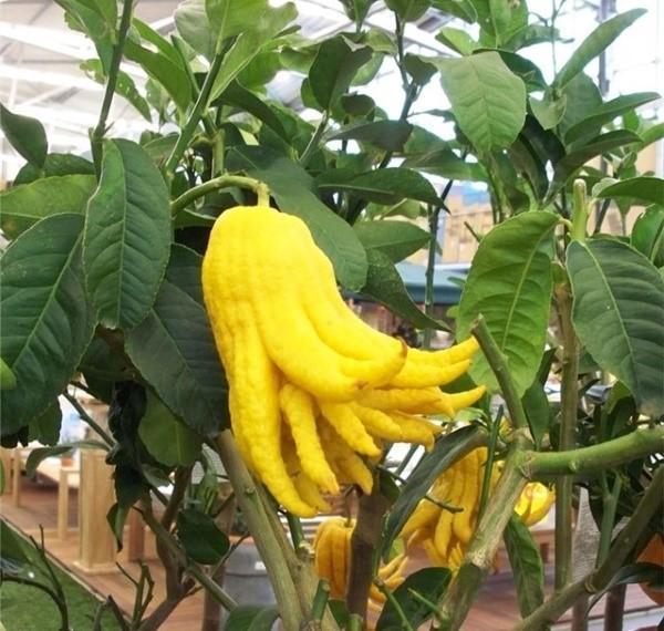 Декоративный цитрус цитрон пальчатый – выращивание, уход, видео