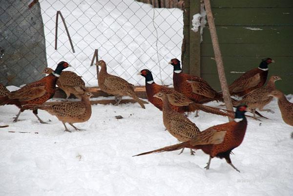 фазаны в вольере зимой