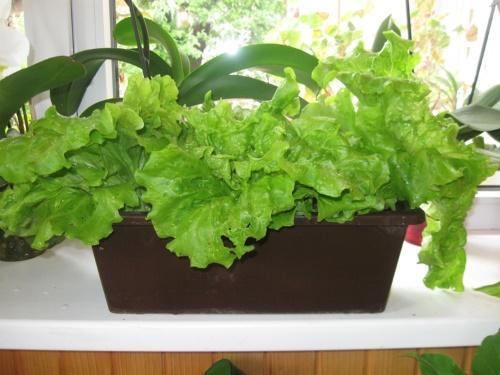 как вырастить салат в квартире