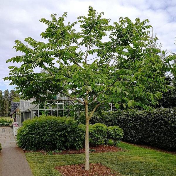 Ясень — как посадить и вырастить дерево
